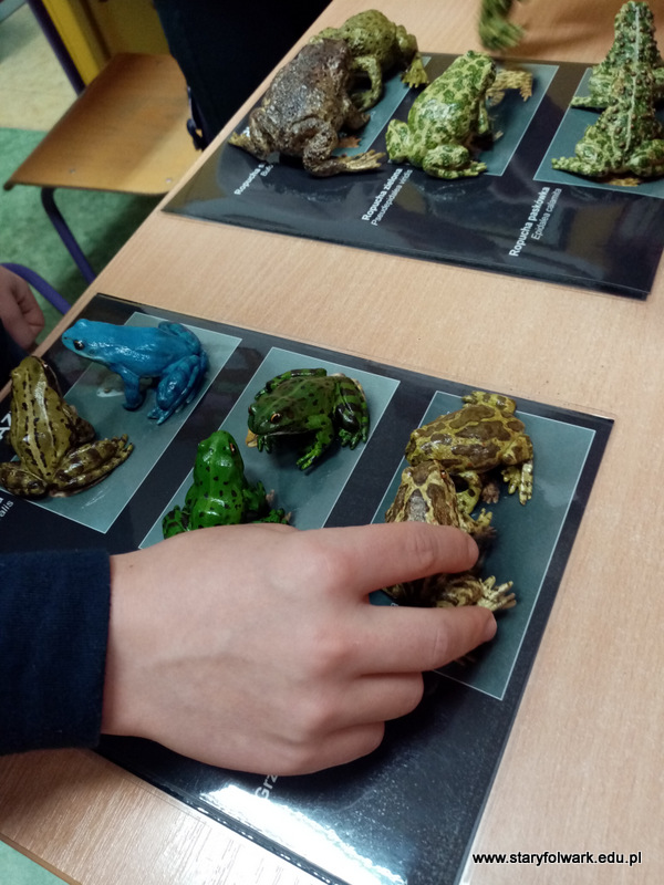 Zajęcia edukacyjne „Płazy”